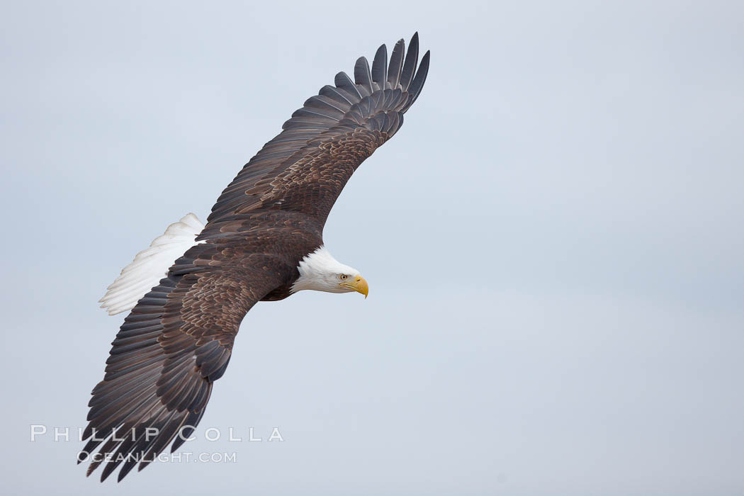 Bald eagle in flight, wing spread, soaring. Kachemak Bay, Homer, Alaska, USA, Haliaeetus leucocephalus, Haliaeetus leucocephalus washingtoniensis, natural history stock photograph, photo id 22623