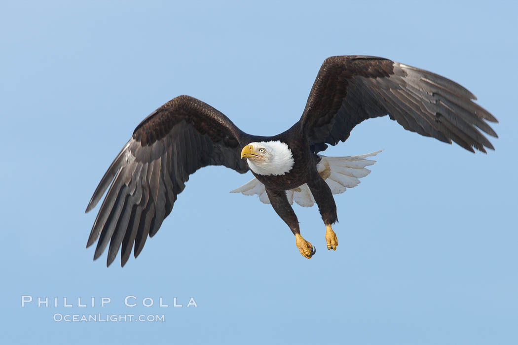 Bald eagle in flight, wing spread, aloft, soaring. Kachemak Bay, Homer, Alaska, USA, Haliaeetus leucocephalus, Haliaeetus leucocephalus washingtoniensis, natural history stock photograph, photo id 22585