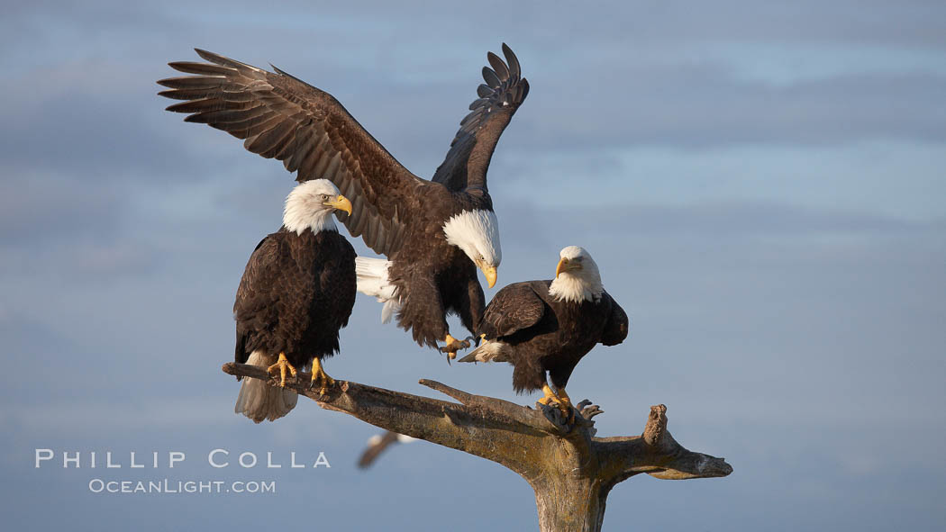 Bald eagle in flight spreads its wings wide while slowing to land on a perch already occupied by other eagles. Kachemak Bay, Homer, Alaska, USA, Haliaeetus leucocephalus, Haliaeetus leucocephalus washingtoniensis, natural history stock photograph, photo id 22690