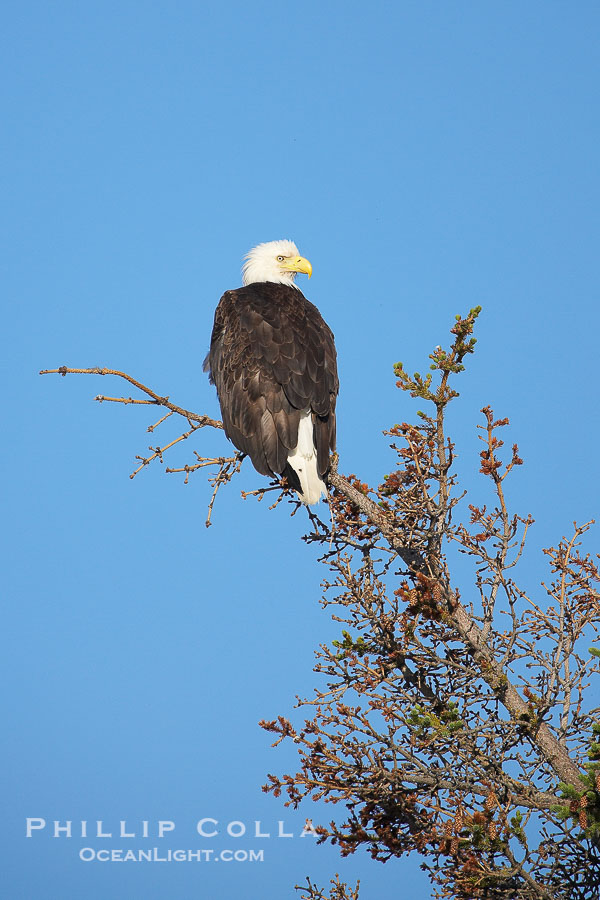 Bald eagle perched in a tree., Haliaeetus leucocephalus, natural history stock photograph, photo id 20940