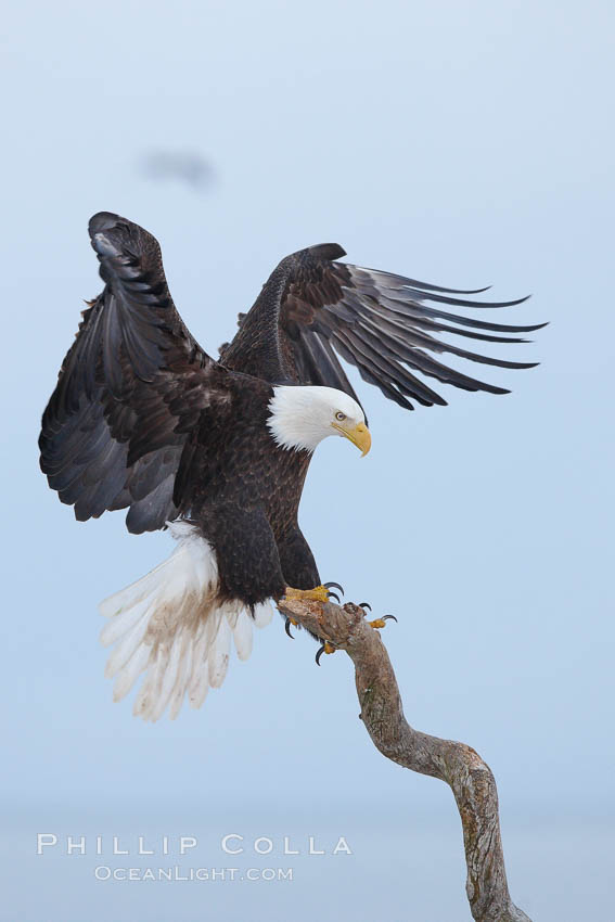 Bald eagle spreads its wings as it balances on wooden perch. Kachemak Bay, Homer, Alaska, USA, Haliaeetus leucocephalus, Haliaeetus leucocephalus washingtoniensis, natural history stock photograph, photo id 22720