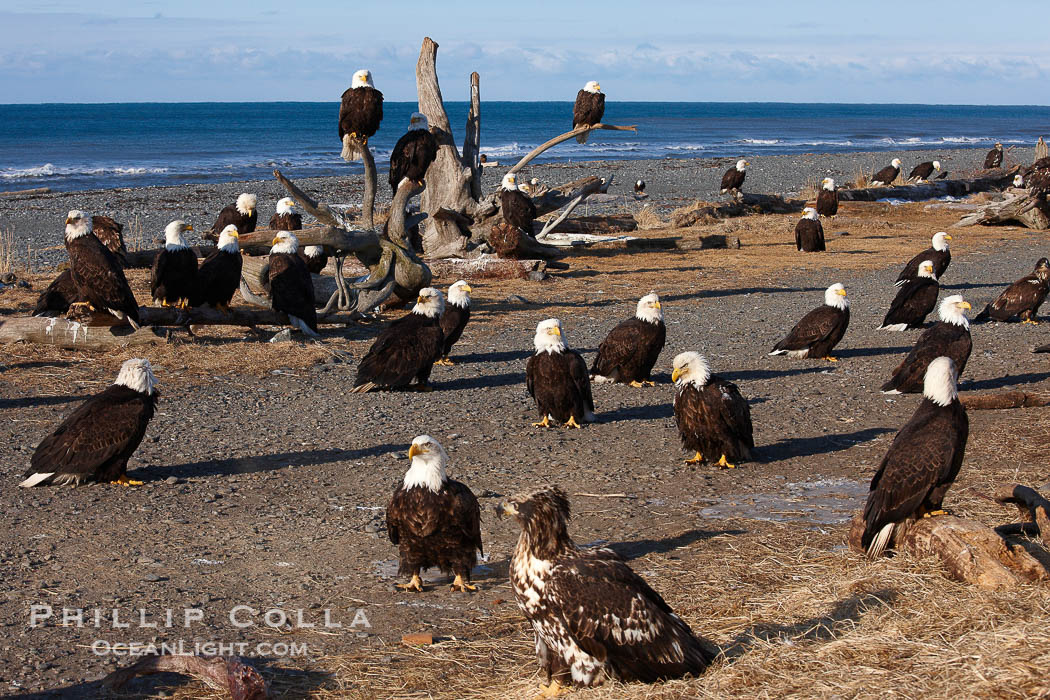 Bald eagles, part of a group of several hundred, perch on driftwood and stand on the ground waiting to be fed frozen herring as part of the Homer "Eagle Lady's" winter eagle feeding program., Haliaeetus leucocephalus, Haliaeetus leucocephalus washingtoniensis, natural history stock photograph, photo id 22864