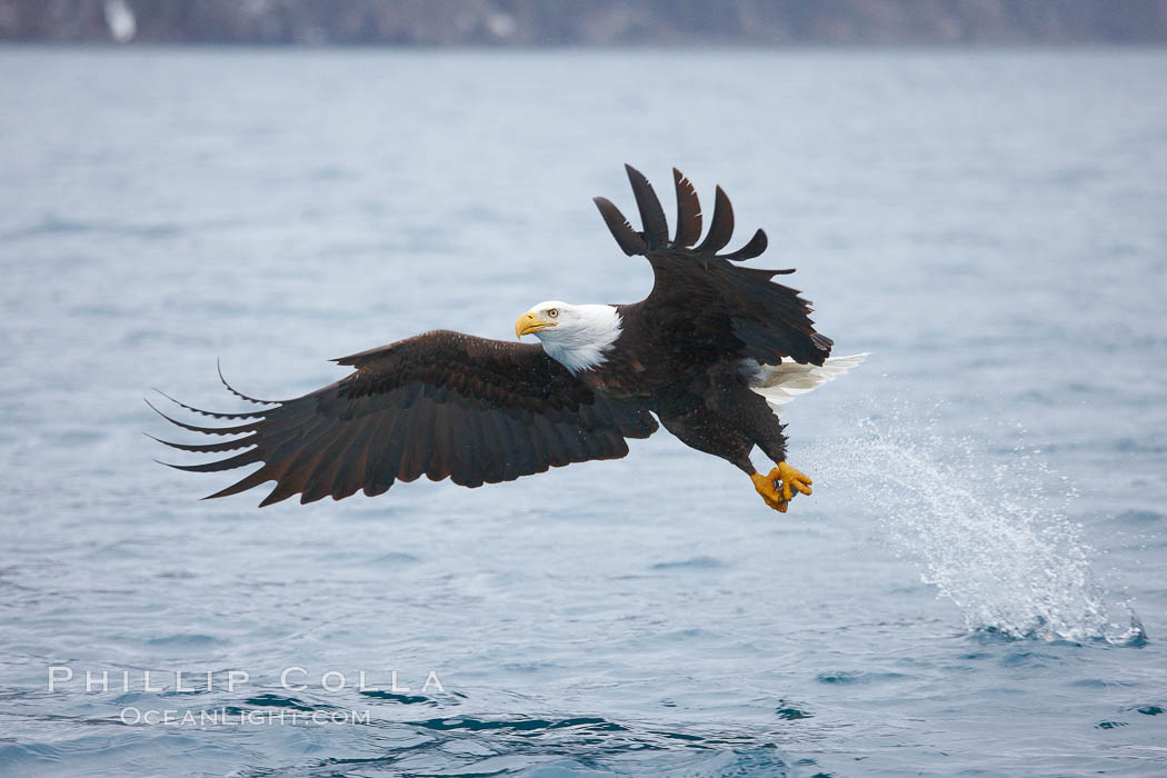 Bald eagle makes a splash while in flight as it takes a fish out of the water. Kenai Peninsula, Alaska, USA, Haliaeetus leucocephalus, Haliaeetus leucocephalus washingtoniensis, natural history stock photograph, photo id 22723
