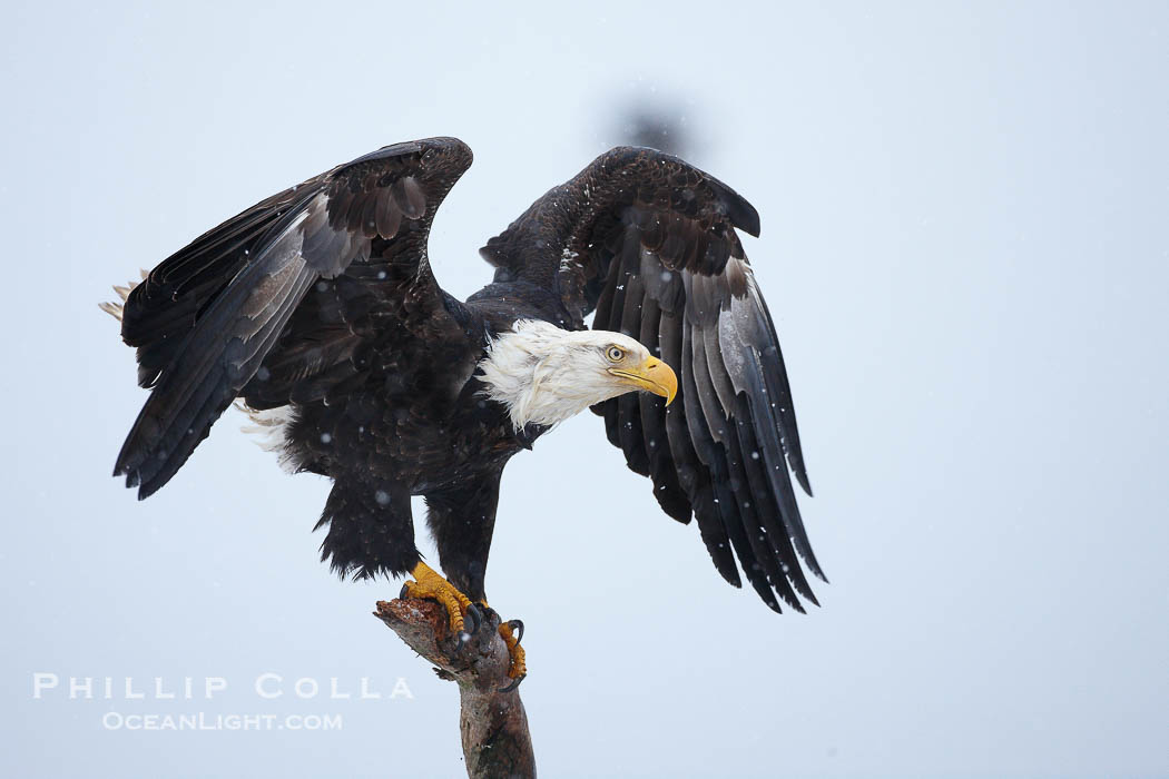 Bald eagle, atop wooden perch, overcast and snowy skies., Haliaeetus leucocephalus, Haliaeetus leucocephalus washingtoniensis, natural history stock photograph, photo id 22831