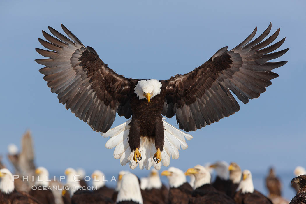 Bald eagle spreads its wings to land amid a large group of bald eagles. Kachemak Bay, Homer, Alaska, USA, Haliaeetus leucocephalus, Haliaeetus leucocephalus washingtoniensis, natural history stock photograph, photo id 22681