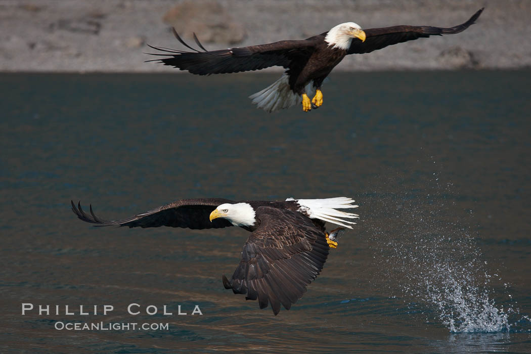 Bald eagle makes a splash while in flight as it takes a fish out of the water. Kenai Peninsula, Alaska, USA, Haliaeetus leucocephalus, Haliaeetus leucocephalus washingtoniensis, natural history stock photograph, photo id 22610