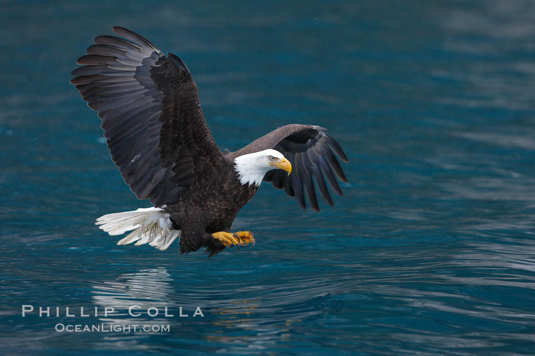 Bald eagle in flight spreads its wings and raises its talons as it prepares to grasp a fish out of the water. Kenai Peninsula, Alaska, USA, Haliaeetus leucocephalus, Haliaeetus leucocephalus washingtoniensis, natural history stock photograph, photo id 22666