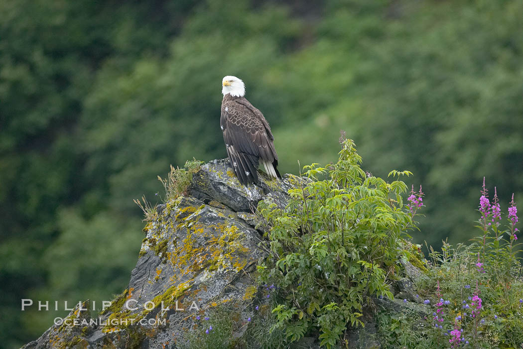 Bald eagle. Kenai Fjords National Park, Alaska, USA, Haliaeetus leucocephalus, natural history stock photograph, photo id 17376