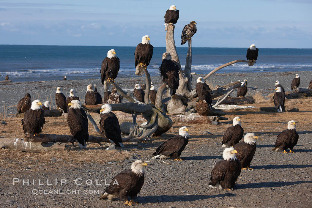 30 bald eagles, part of a group of several hundred, perch on driftwood and stand on the ground waiting to be fed frozen herring as part of the Homer "Eagle Lady's" winter eagle feeding program. Kachemak Bay, Alaska, USA, Haliaeetus leucocephalus, Haliaeetus leucocephalus washingtoniensis, natural history stock photograph, photo id 22600