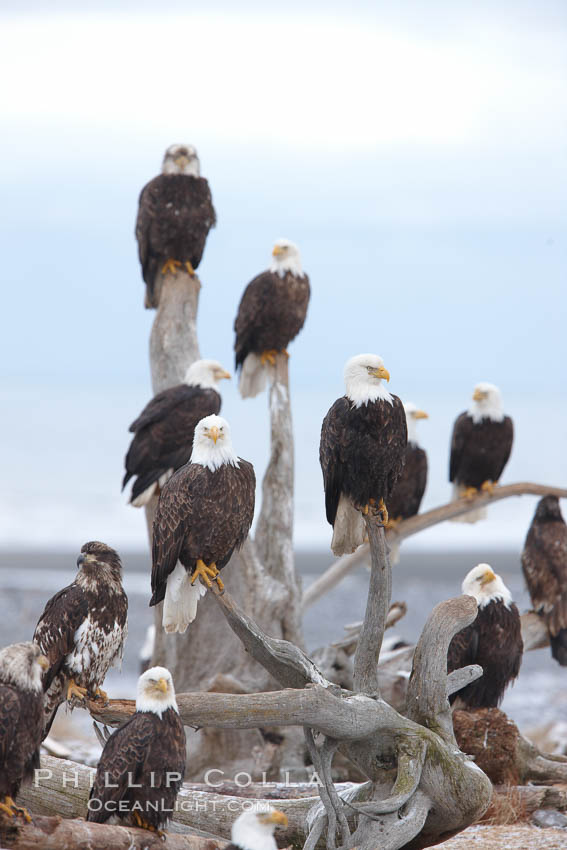 Group of bald eagles, part of a group of several hundred, perched on wooden driftwood stumps, waiting to be fed frozen fish on a winter morning, part of the Homer "Eagle Lady's" winter feeding program. Kachemak Bay, Alaska, USA, Haliaeetus leucocephalus, Haliaeetus leucocephalus washingtoniensis, natural history stock photograph, photo id 22656