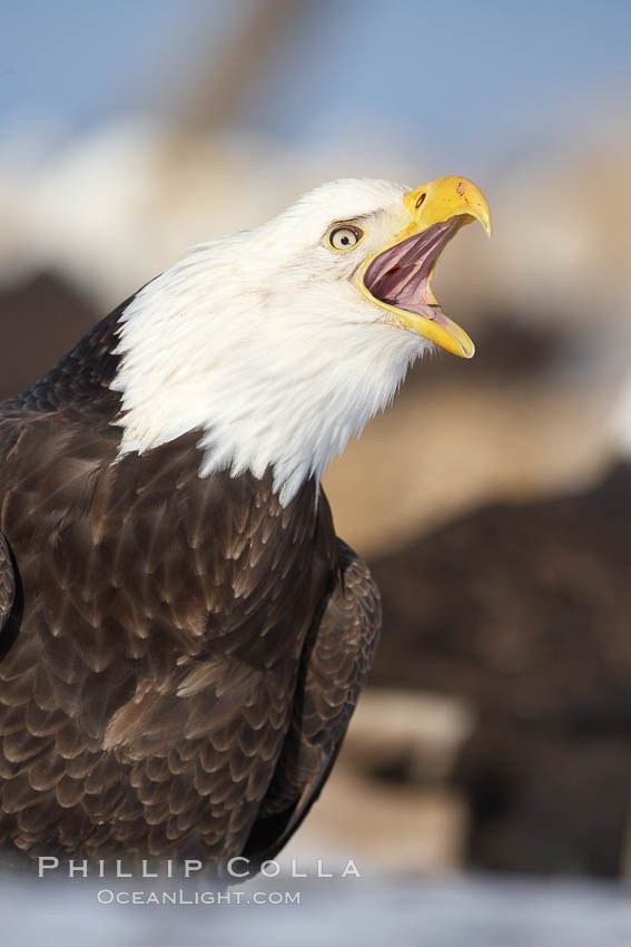 Bald eagle, appears to be calling vocalizing, actually is swallowing a fish, a bit of which is just visible in the eagles mouth. Kachemak Bay, Homer, Alaska, USA, Haliaeetus leucocephalus, Haliaeetus leucocephalus washingtoniensis, natural history stock photograph, photo id 22603