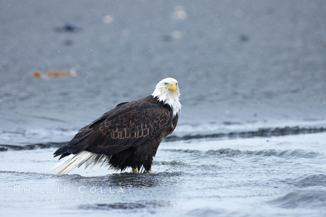 Bald eagle forages in tide waters on sand beach, snow falling. Kachemak Bay, Homer, Alaska, USA, Haliaeetus leucocephalus, Haliaeetus leucocephalus washingtoniensis, natural history stock photograph, photo id 22683