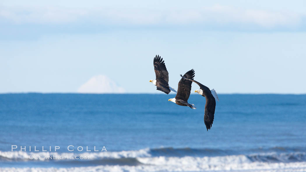 Three bald eagles, in flight over Kachemak Bay. Homer, Alaska, USA, Haliaeetus leucocephalus, Haliaeetus leucocephalus washingtoniensis, natural history stock photograph, photo id 22791
