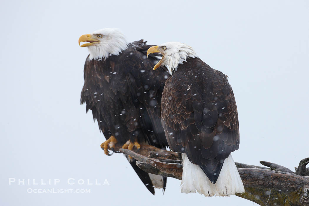 Two bald eagles share a wood perch., Haliaeetus leucocephalus, Haliaeetus leucocephalus washingtoniensis, natural history stock photograph, photo id 22835
