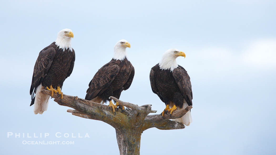 Bald eagles gather together on wooden perch., Haliaeetus leucocephalus, Haliaeetus leucocephalus washingtoniensis, natural history stock photograph, photo id 22843