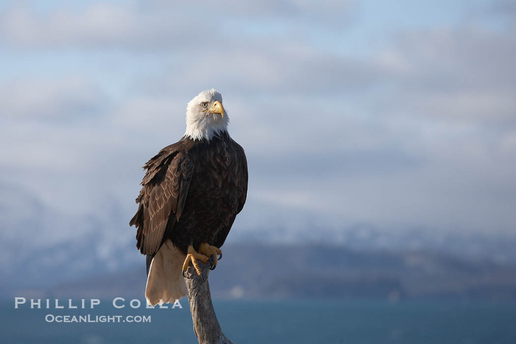 Bald eagle, on perch at sunrise, Kenai Mountains and Kachemak Bay in the background., Haliaeetus leucocephalus, Haliaeetus leucocephalus washingtoniensis, natural history stock photograph, photo id 22863