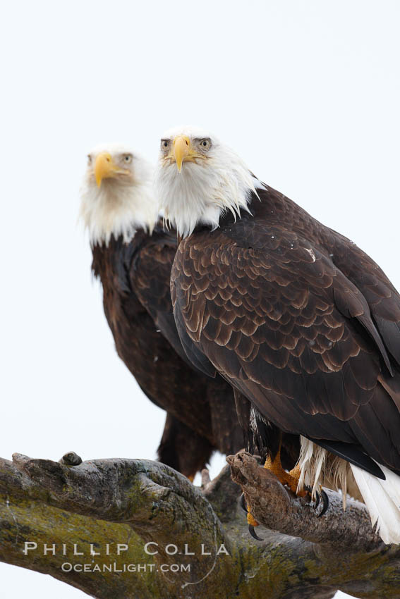 Two bald eagles on wooden perch. Kachemak Bay, Homer, Alaska, USA, Haliaeetus leucocephalus, Haliaeetus leucocephalus washingtoniensis, natural history stock photograph, photo id 22597