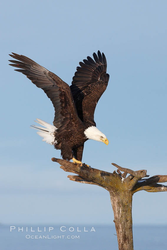 Bald eagle standing on perch, talons grasping wood, wings spread as it balances. Kachemak Bay, Homer, Alaska, USA, Haliaeetus leucocephalus, Haliaeetus leucocephalus washingtoniensis, natural history stock photograph, photo id 22601