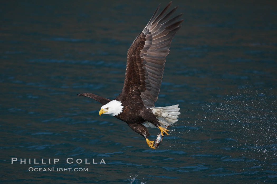 Bald eagle in flight drips water as it carries a fish in its talons that it has just pulled from the water. Kenai Peninsula, Alaska, USA, Haliaeetus leucocephalus, Haliaeetus leucocephalus washingtoniensis, natural history stock photograph, photo id 22637