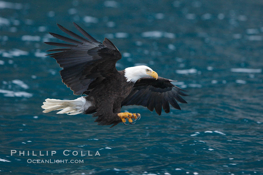 Bald eagle in flight spreads its wings and raises its talons as it prepares to grasp a fish out of the water. Kenai Peninsula, Alaska, USA, Haliaeetus leucocephalus, Haliaeetus leucocephalus washingtoniensis, natural history stock photograph, photo id 22689