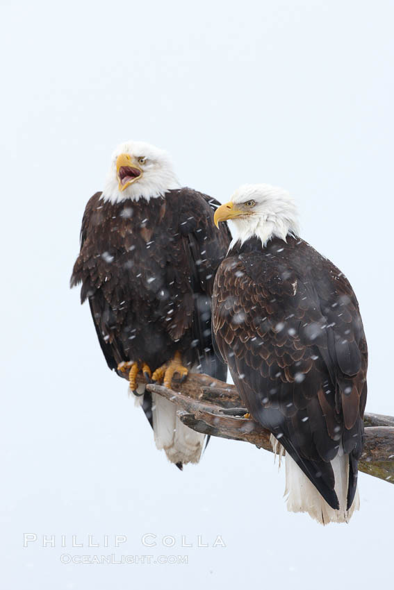 Two bald eagles on wooden perch, one calling vocalizing with beack open. Kachemak Bay, Homer, Alaska, USA, Haliaeetus leucocephalus, Haliaeetus leucocephalus washingtoniensis, natural history stock photograph, photo id 22705