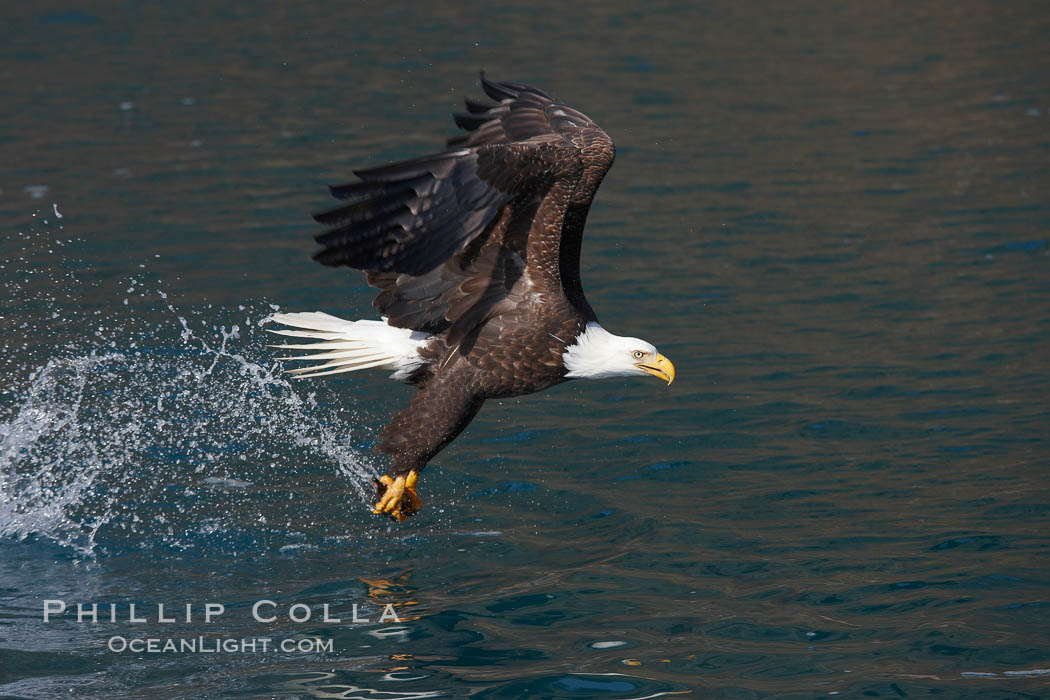 Bald eagle, makes a splash while in flight as it takes a fish out of the water. Kenai Peninsula, Alaska, USA, Haliaeetus leucocephalus, Haliaeetus leucocephalus washingtoniensis, natural history stock photograph, photo id 22865
