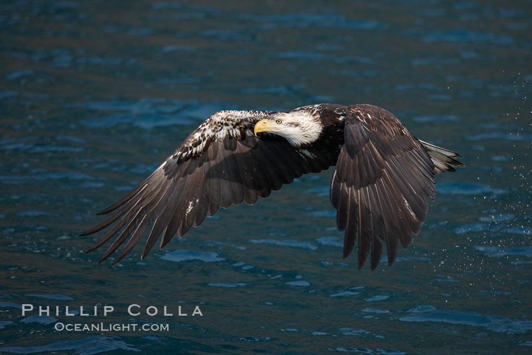 Bald eagle, flying low over the water. Kenai Peninsula, Alaska, USA, Haliaeetus leucocephalus, Haliaeetus leucocephalus washingtoniensis, natural history stock photograph, photo id 22869