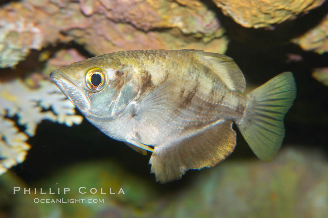 Banded archerfish.  The banded archerfish is known for its ability to shoot down resting insects by spitting a jet of water. Large archerfishes can hit a target 2-3m away. Archerfishes have adaptations to the mouth which enable spitting. When a banded archerfish shoots a jet of water, it raises its tongue against the roof of the mouth forming a tube. The gill covers quickly close forcing water along the tube. This species mostly lives in mangrove and estuarine habitats throughout much of the Indo-Pacific., Toxotes jaculatrix, natural history stock photograph, photo id 12904