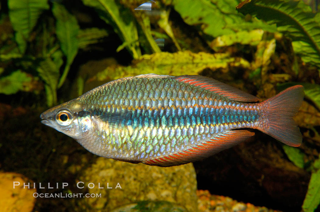 Banded rainbowfish, native to rivers of southern China to Vietnam., Melanotaenia trifasciata, natural history stock photograph, photo id 09799