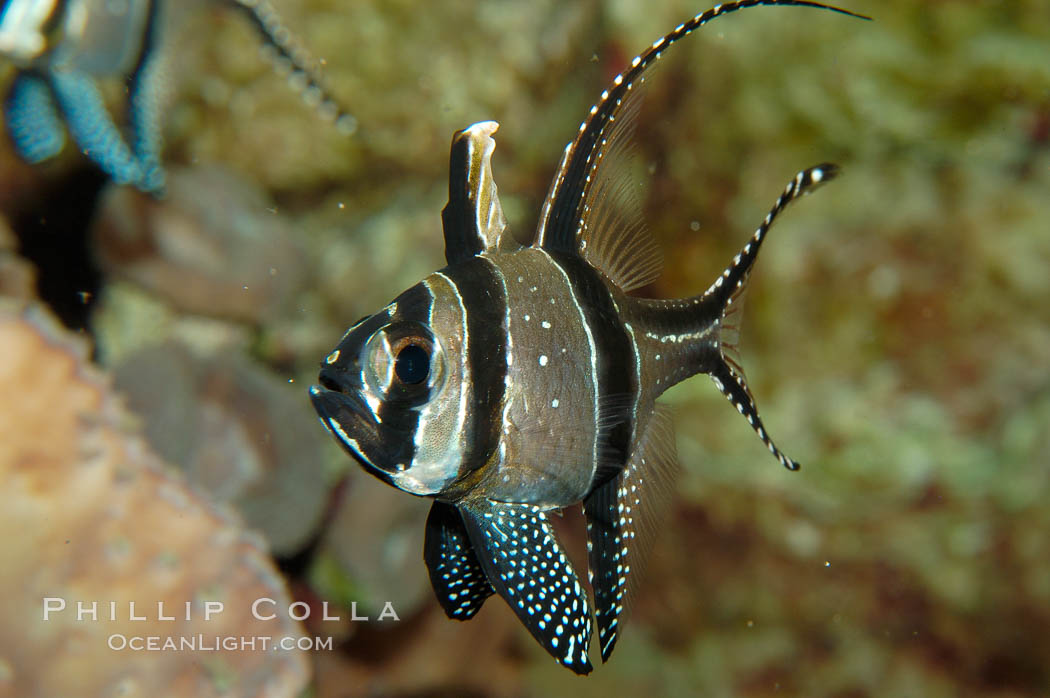 Banggai Cardinalfish.  Once thought to be found at Banggai Island near Sulawesi, Indonesia, it has recently been found at Lembeh Strait and elsewhere.  The male incubates the egg mass in his mouth, then shelters a brood of 10-15 babies in his mouth after they hatch, the only fish known to exhibit this behaviour.  Unfortunately, the aquarium trade is threatening the survival of this species in the wild., Pterapogon kauderni, natural history stock photograph, photo id 09232