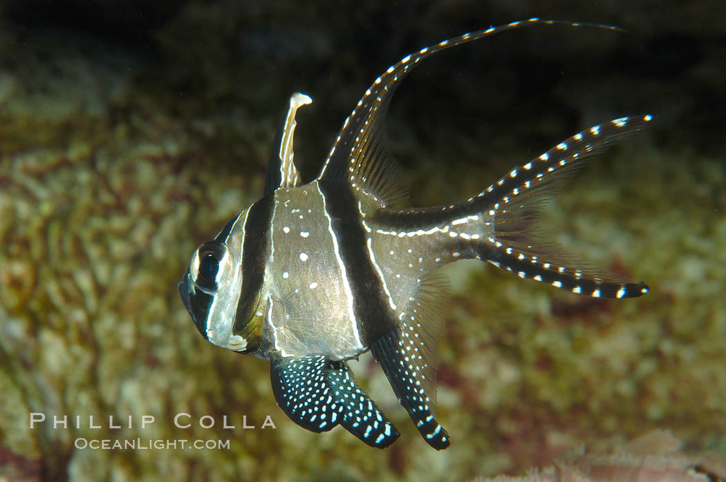 Banggai Cardinalfish.  Once thought to be found at Banggai Island near Sulawesi, Indonesia, it has recently been found at Lembeh Strait and elsewhere.  The male incubates the egg mass in his mouth, then shelters a brood of 10-15 babies in his mouth after they hatch, the only fish known to exhibit this behaviour.  Unfortunately, the aquarium trade is threatening the survival of this species in the wild., Pterapogon kauderni, natural history stock photograph, photo id 09229