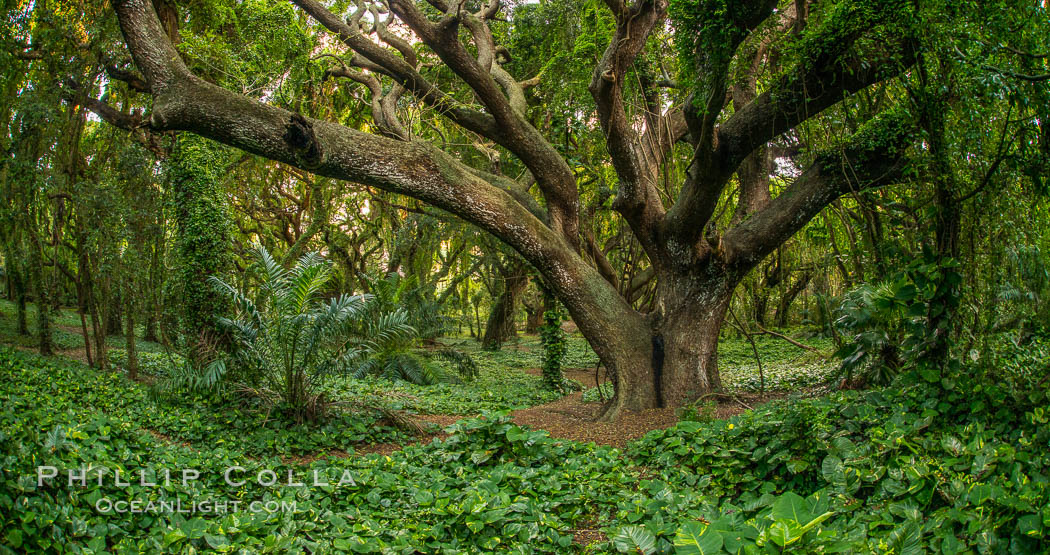 Banyon Trees at Honolua Bay, West Maui, Hawaii. USA, natural history stock photograph, photo id 34528
