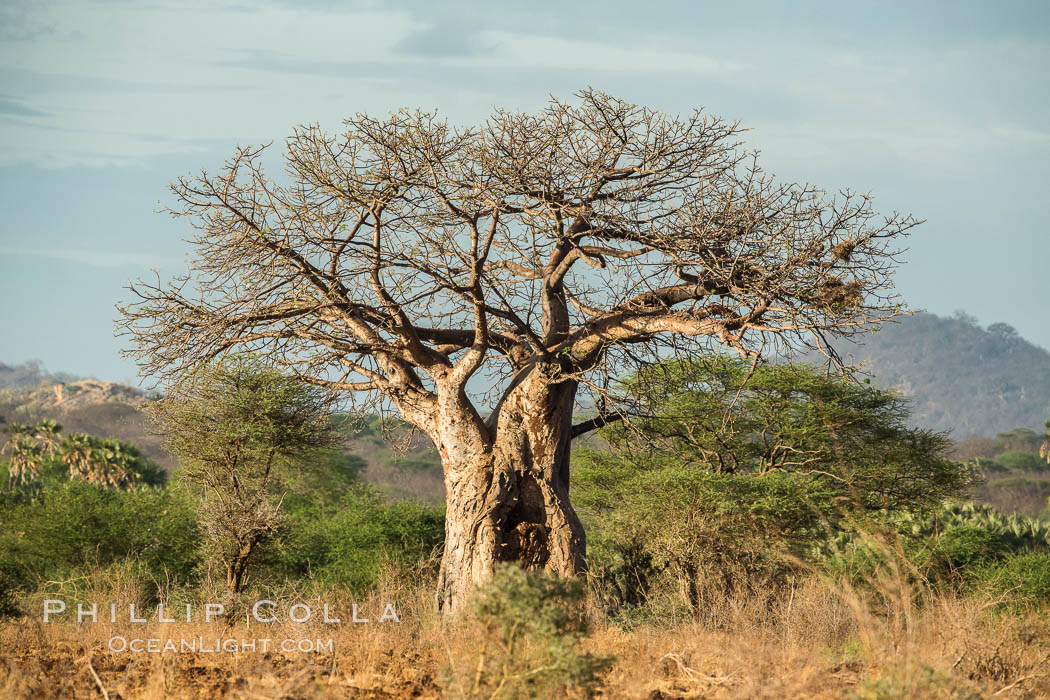 Baobab Tree, Meru National Park, Kenya., Adansonia digitata, natural history stock photograph, photo id 29682