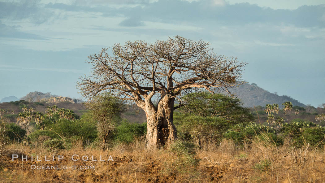 Baobab Tree, Meru National Park, Kenya., Adansonia digitata, natural history stock photograph, photo id 29683
