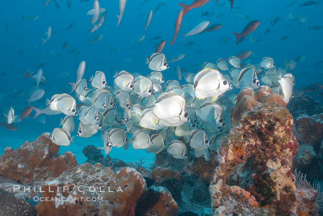 Barberfish schooling. Darwin Island, Galapagos Islands, Ecuador, Johnrandallia nigrirostris, natural history stock photograph, photo id 16354