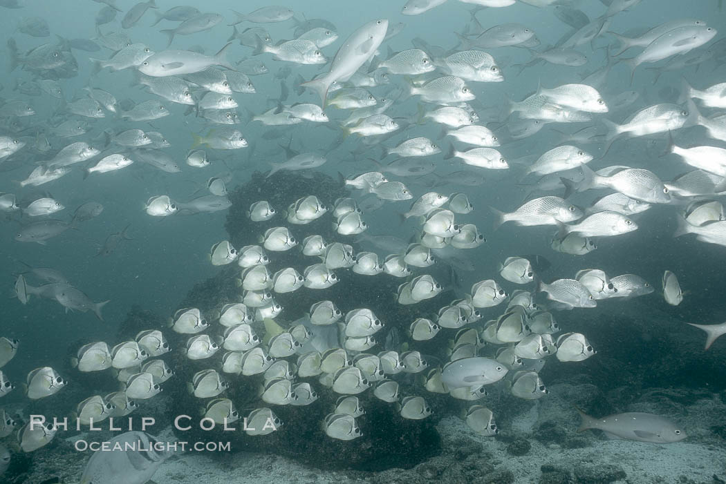 Barberfish and yellowtail grunt. North Seymour Island, Galapagos Islands, Ecuador, Anisotremus interruptus, Johnrandallia nigrirostris, natural history stock photograph, photo id 16372