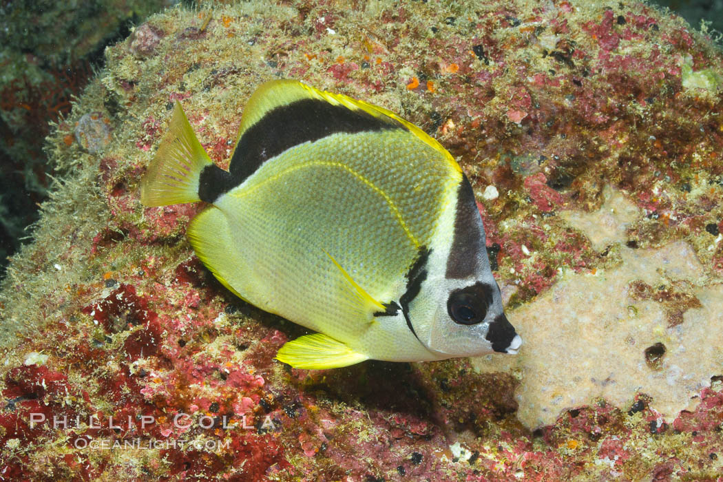 Barberfish, Sea of Cortez, Baja California, Mexico., Johnrandallia nigrirostris, natural history stock photograph, photo id 27484
