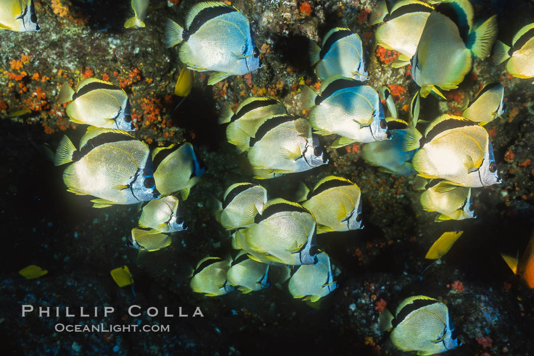 Barberfish. Socorro Island (Islas Revillagigedos), Baja California, Mexico, Johnrandallia nigrirostris, natural history stock photograph, photo id 05059