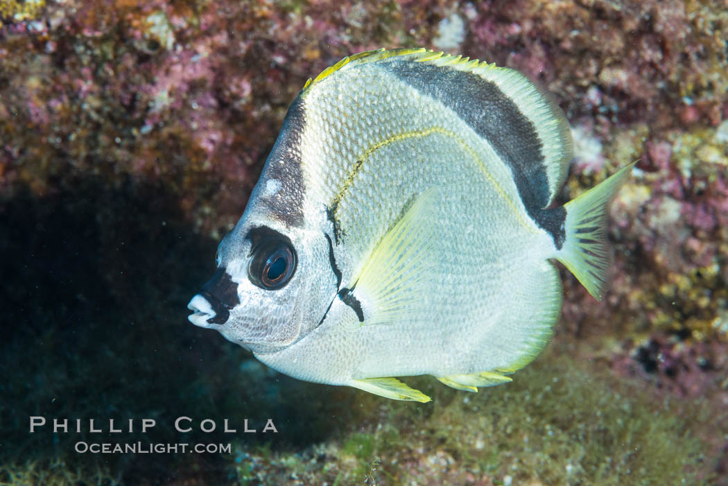 Barberfish, Sea of Cortez, Baja California, Mexico. Isla San Diego, natural history stock photograph, photo id 33530