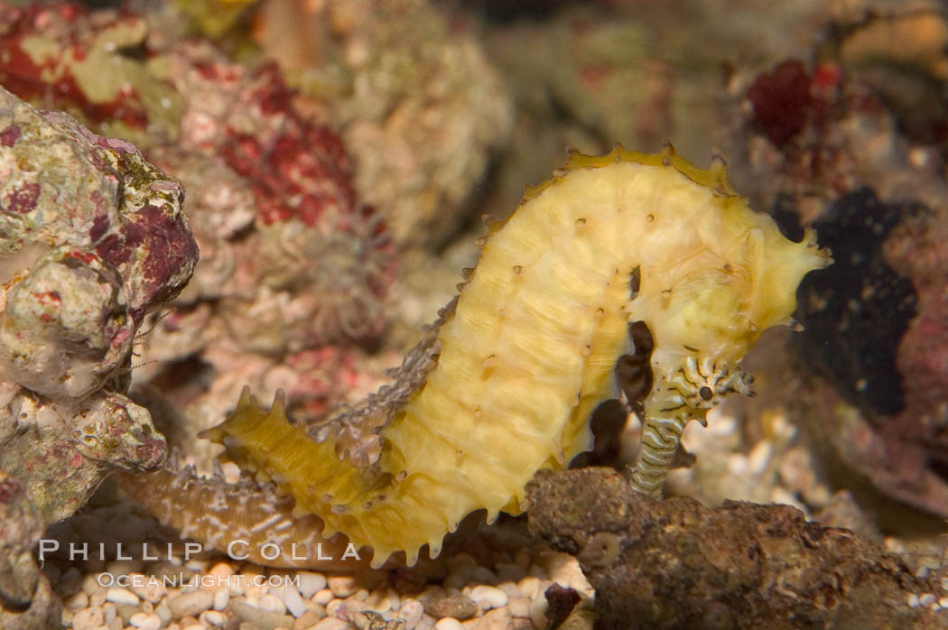 Barbours seahorse., Hippocampus barbouri, natural history stock photograph, photo id 07902