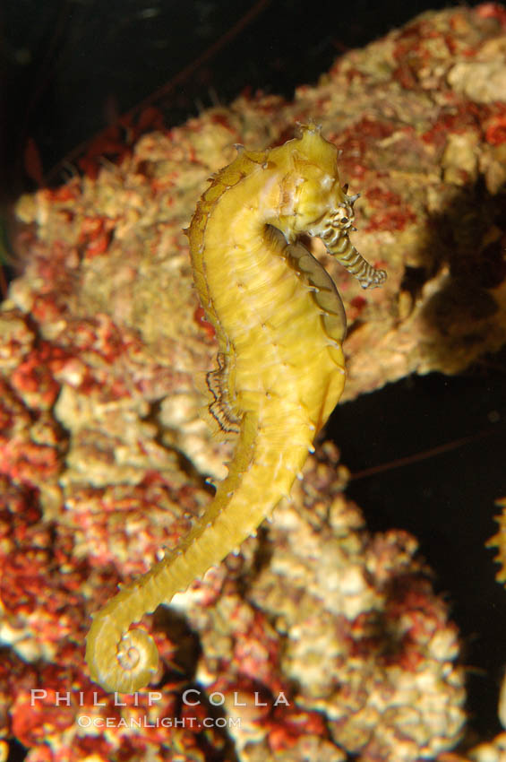 Barbours seahorse., Hippocampus barbouri, natural history stock photograph, photo id 08698