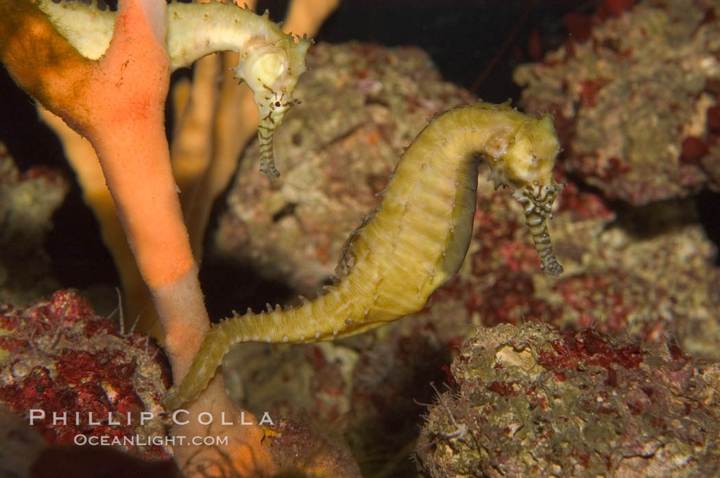 Barbours seahorse., Hippocampus barbouri, natural history stock photograph, photo id 07904