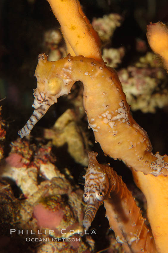 Barbours seahorse., Hippocampus barbouri, natural history stock photograph, photo id 08700
