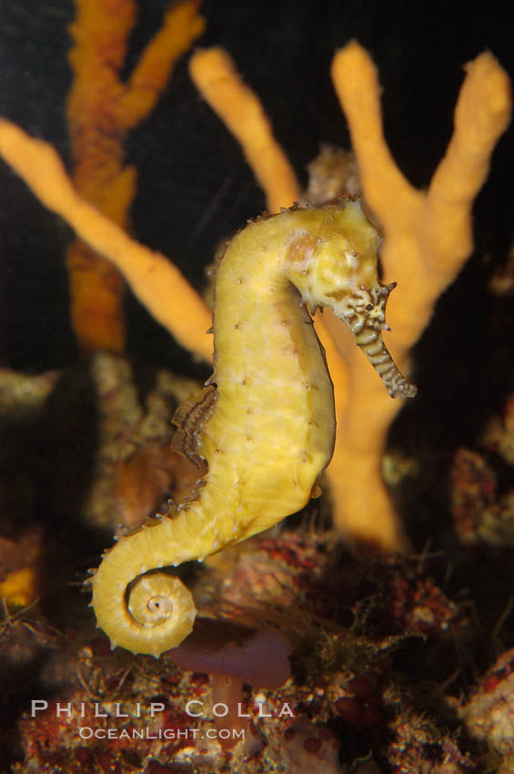 Barbours seahorse., Hippocampus barbouri, natural history stock photograph, photo id 08695