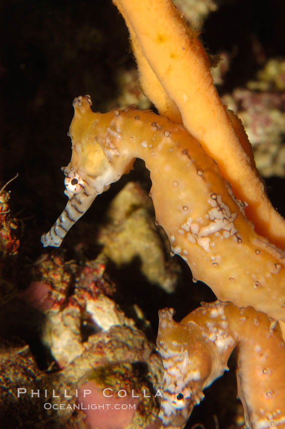 Barbours seahorse., Hippocampus barbouri, natural history stock photograph, photo id 08699