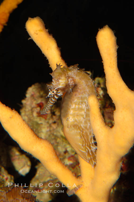 Barbours seahorse., Hippocampus barbouri, natural history stock photograph, photo id 08697