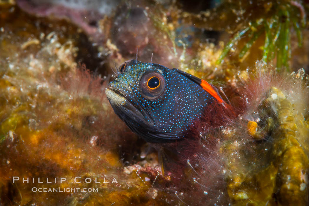 Barnacle blenny, Acanthemblemaria macrospilus, Sea of Cortez. Isla Espiritu Santo, Baja California, Mexico, natural history stock photograph, photo id 33784