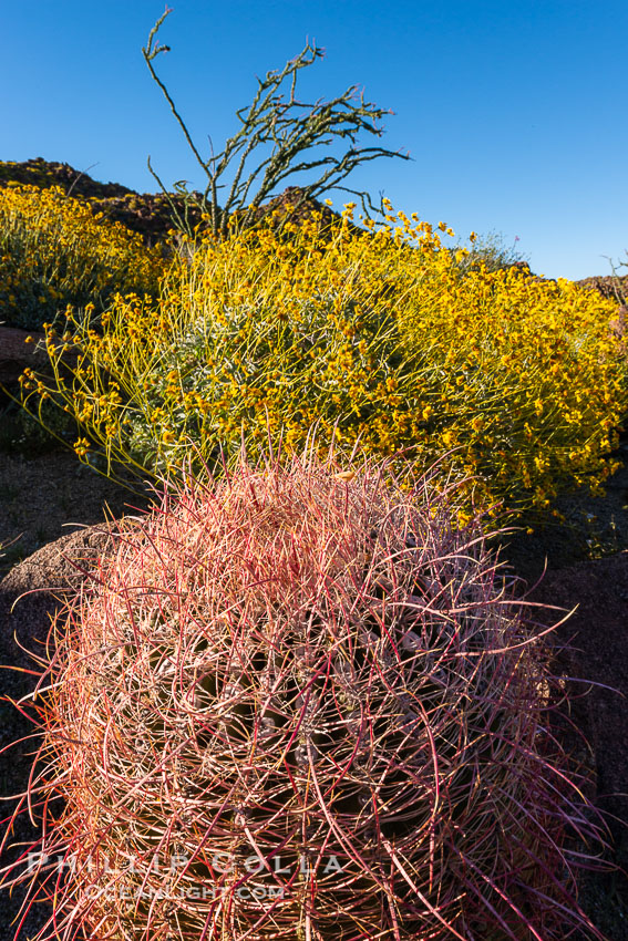 Barrel Cactus and Brittlebush in Anza Borrego Desert State Park, during the 2017 Superbloom. Anza-Borrego Desert State Park, Borrego Springs, California, USA, natural history stock photograph, photo id 33199