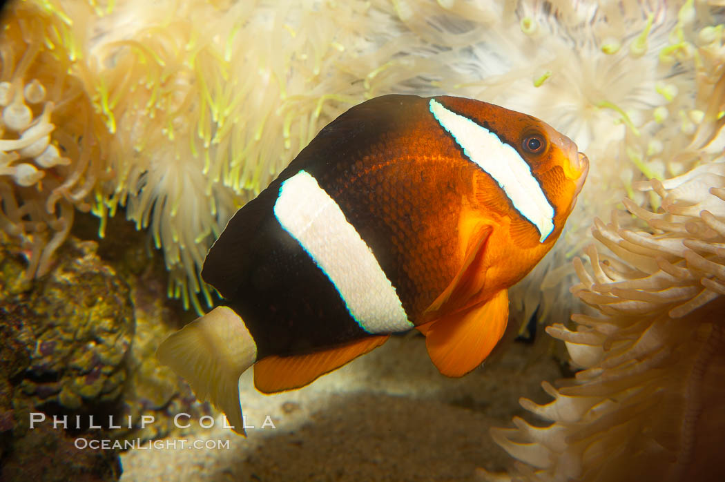 Barrier reef anemonefish., Amphiprion akindynos, natural history stock photograph, photo id 12910
