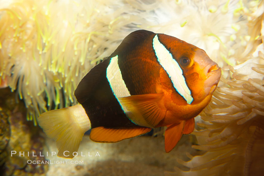 Barrier reef anemonefish., Amphiprion akindynos, natural history stock photograph, photo id 12911